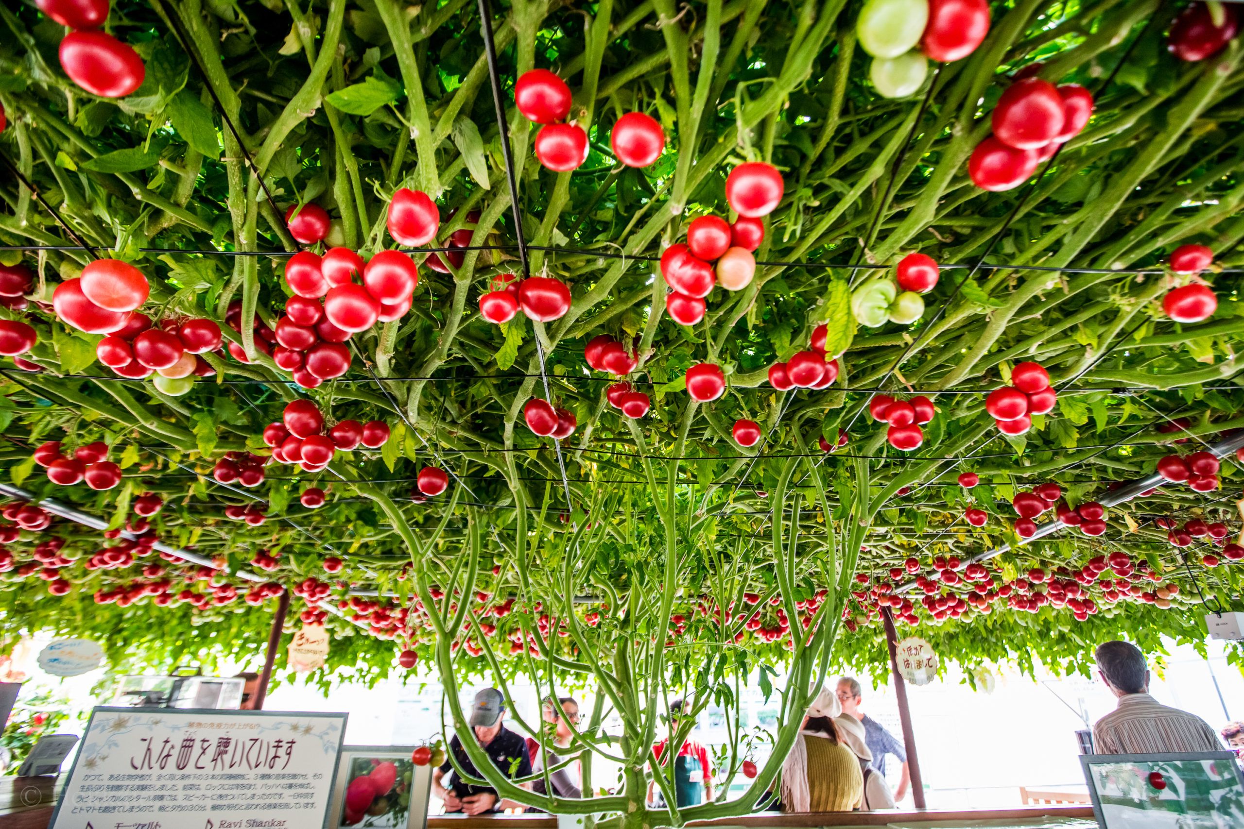 🏞️ 에코린 마을(에코린무라) 이미지 8